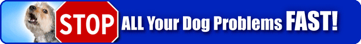 doggydan-dogtraining