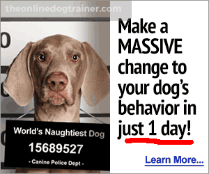 Free Dog Training Videos